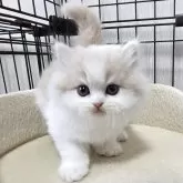 スコティッシュフォールド(立ち耳)