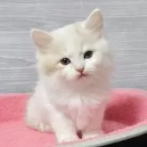 マンチカン(長足)