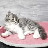 マンチカン(長足)