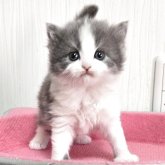 スコティッシュフォールド(立ち耳)