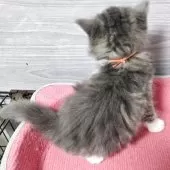 マンチカン(長足)【福岡県・女の子・2025年9月13日・ブルータビー&ホワイト】の写真2