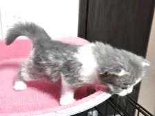 スコティッシュフォールド(立ち耳)【福岡県・男の子・2025年6月25日・ブルータビー&ホワイト】の写真2