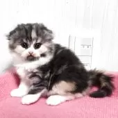 スコティッシュフォールド(折れ耳)【福岡県・女の子・2025年10月4日・キャリコ】の写真2