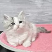 マンチカン(長足)【福岡県・女の子・2025年10月3日・ダイリュートキャリコ】の写真2