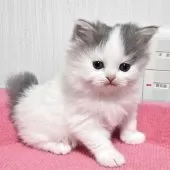 スコティッシュフォールド(立ち耳)【福岡県・女の子・2025年11月2日・ブルータビー&ホワイト】の写真2