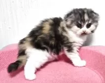 スコティッシュフォールド(折れ耳)【福岡県・女の子・2025年10月4日・キャリコ】の写真3