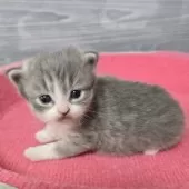 マンチカン(長足)【福岡県・男の子・2025年2月28日・ブルータビー&ホワイト】の写真3