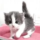 スコティッシュフォールド(立ち耳)【福岡県・女の子・2025年11月6日・ブルータビー&ホワイト】の写真4