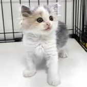 スコティッシュフォールド(立ち耳)【福岡県・女の子・2025年6月27日・ダイリュートキャリコ】の写真4