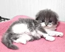 スコティッシュフォールド(折れ耳)【福岡県・男の子・2025年11月2日・ブルータビー&ホワイト】の写真4