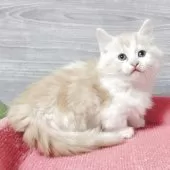 マンチカン(短足)【福岡県・男の子・2025年10月3日・カメオタビー&ホワイト】の写真4