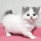 スコティッシュフォールド(立ち耳)【福岡県・女の子・2025年11月2日・ブルータビー&ホワイト】の写真4