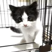 スコティッシュフォールド(立ち耳)【福岡県・男の子・2025年6月27日・ブラウンタビー&ホワイト】の写真5