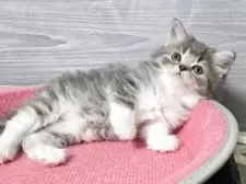 マンチカン(長足)【福岡県・女の子・2025年9月13日・ブルータビー&ホワイト】の写真5