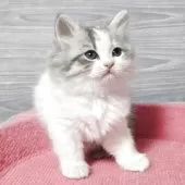 マンチカン(長足)【福岡県・女の子・2025年10月3日・ダイリュートキャリコ】の写真4