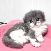 スコティッシュフォールド(折れ耳)【福岡県・男の子・2025年11月2日・ブルータビー&ホワイト】の写真6