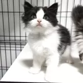 スコティッシュフォールド(立ち耳)【福岡県・男の子・2025年6月27日・ブラウンタビー&ホワイト】の写真6