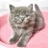 マンチカン(長足)【福岡県・男の子・2025年8月11日・ブルー】の写真6