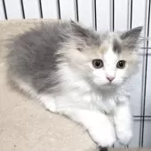 スコティッシュフォールド(立ち耳)【福岡県・女の子・2025年6月27日・ダイリュートキャリコ】の写真7