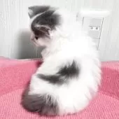 スコティッシュフォールド(立ち耳)【福岡県・女の子・2025年11月2日・ブルータビー&ホワイト】の写真7