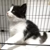 スコティッシュフォールド(立ち耳)【福岡県・男の子・2025年6月27日・ブラウンタビー&ホワイト】の写真7