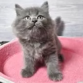 マンチカン(長足)【福岡県・男の子・2025年8月11日・ブルー】の写真8