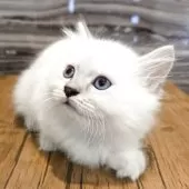 マンチカン(短足)【福岡県・女の子・2025年7月26日・ブルーポイント】の写真8