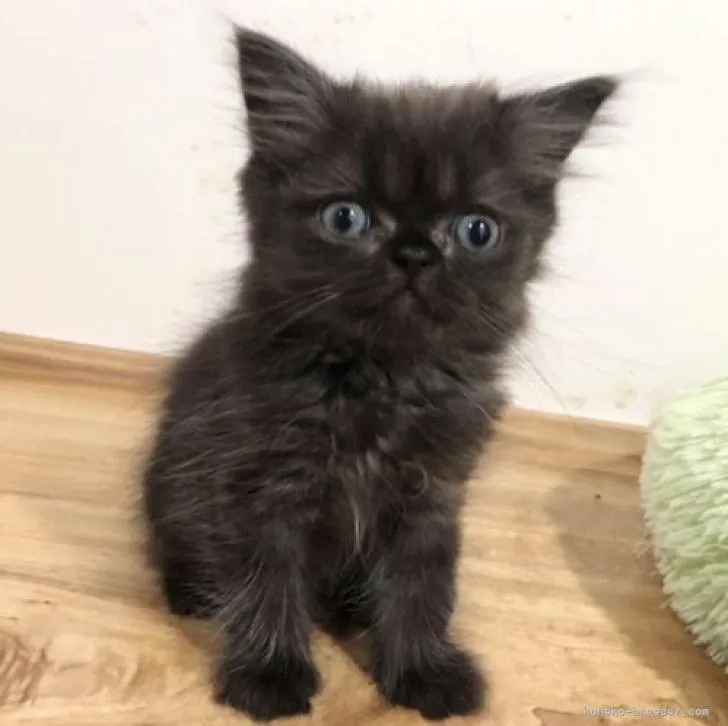 ID:2207-02320の子猫