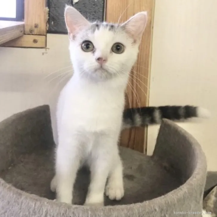 ID：2309-02602の子猫