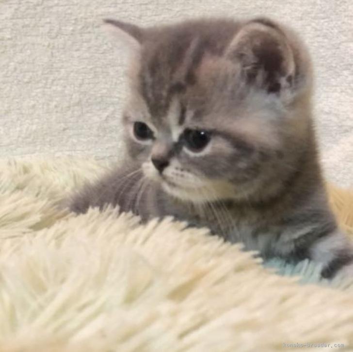 M.A 様のお迎えした子猫