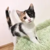 マンチカン(長足)【福岡県・女の子・2022年5月3日・キャリコ】の写真1