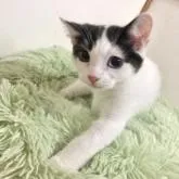 マンチカン(長足)【福岡県・男の子・2022年5月3日・ブラックホワイト】の写真1