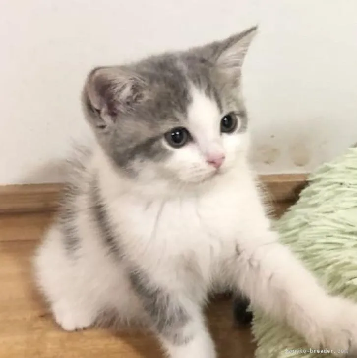 ぽんた 様のお迎えした子猫