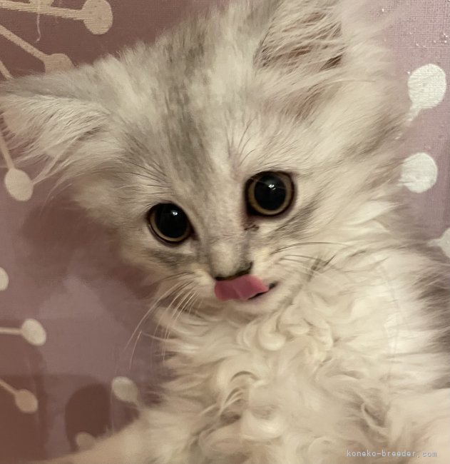 古藤順子ブリーダーのブログ：🌈もう、カメラばっかりあきたにゃ🐱