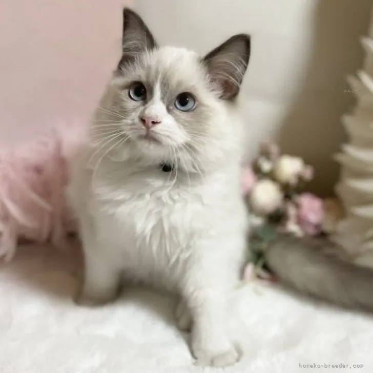 ID:2308-03171の子猫