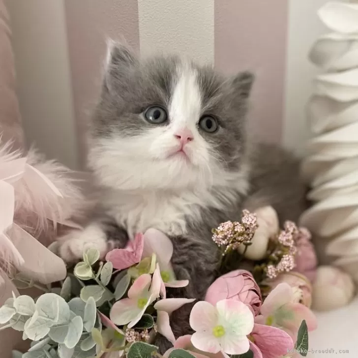 ID:2403-00005の子猫