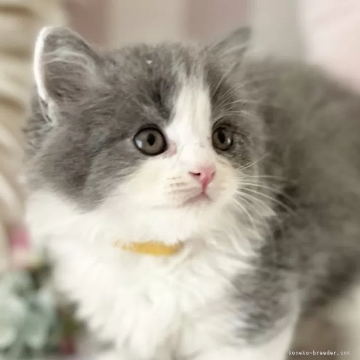 ID：2406-03054の子猫