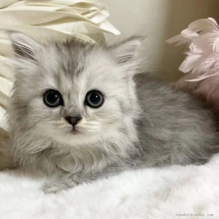 ID：2304-02200の子猫