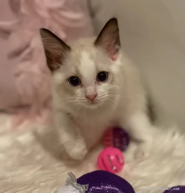 ID:2108-02104の子猫