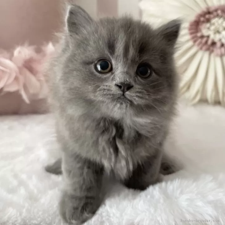 ID：2403-00006の子猫