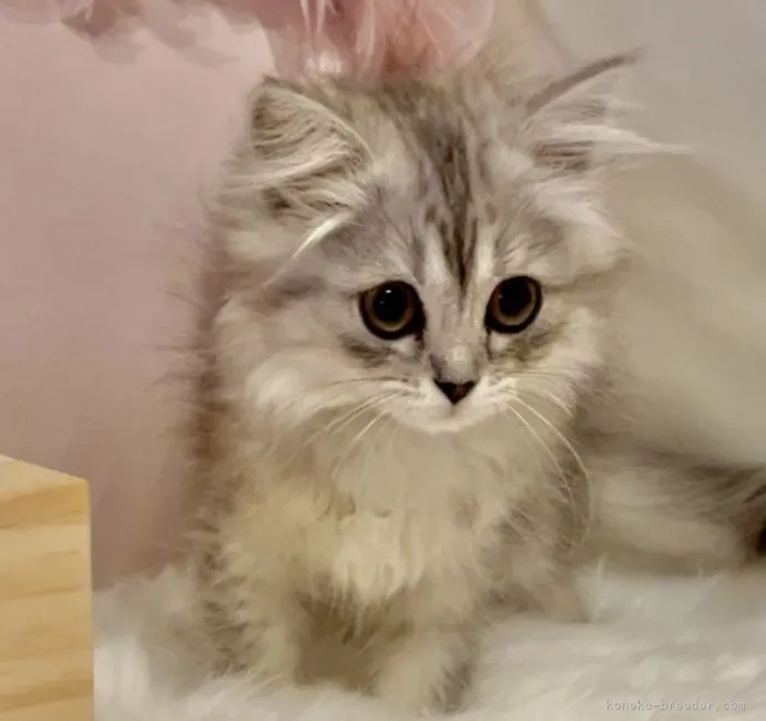 ID：2106-00873の子猫