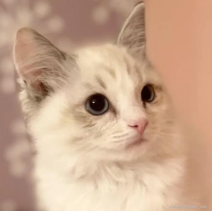 ID:2211-02455の子猫