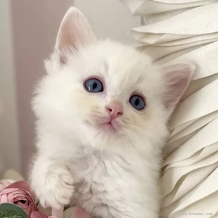 ID：2406-03198の子猫