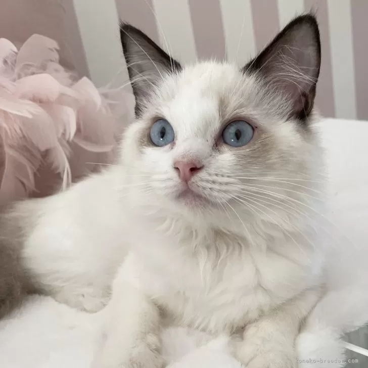 ID:2409-00353の子猫