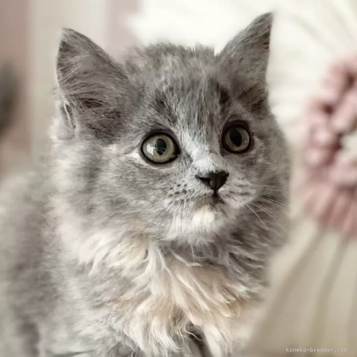 ID:2406-03053の子猫