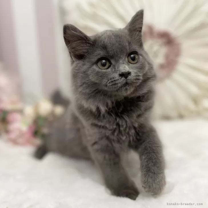 ID:2408-01953の子猫