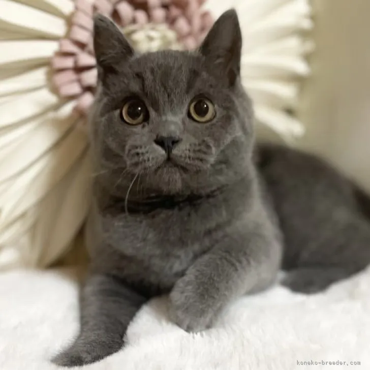 ID：2303-02427の子猫