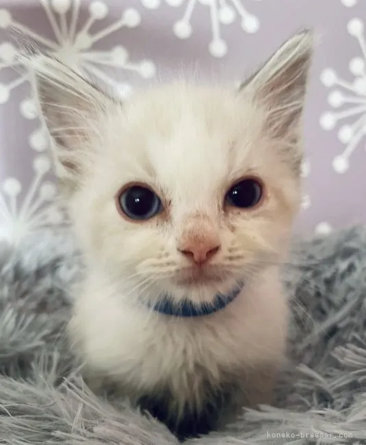 ID：2108-02102の子猫