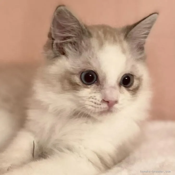 ID:2211-02218の子猫