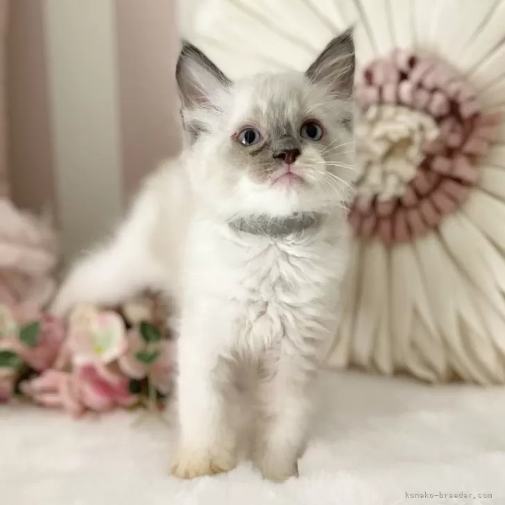 ID:2408-01564の子猫